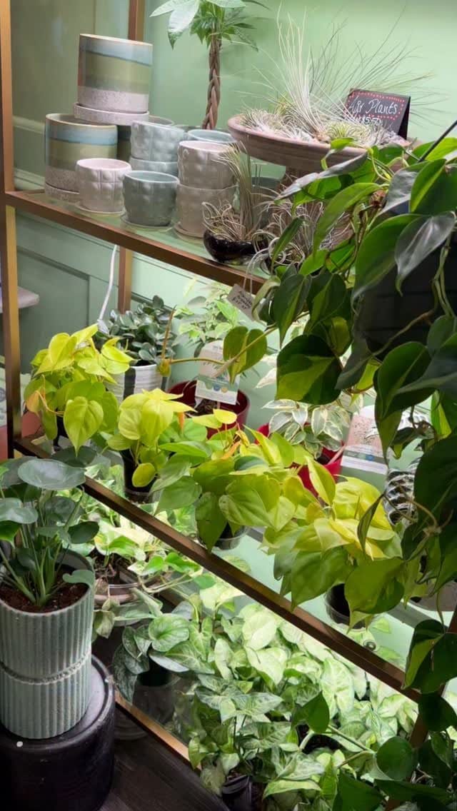 The Ground Coffee, Plants & Gifts photo 7