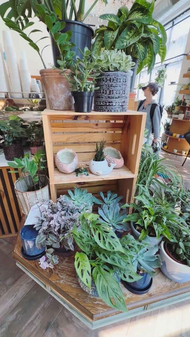 The Ground Coffee, Plants & Gifts photo 6