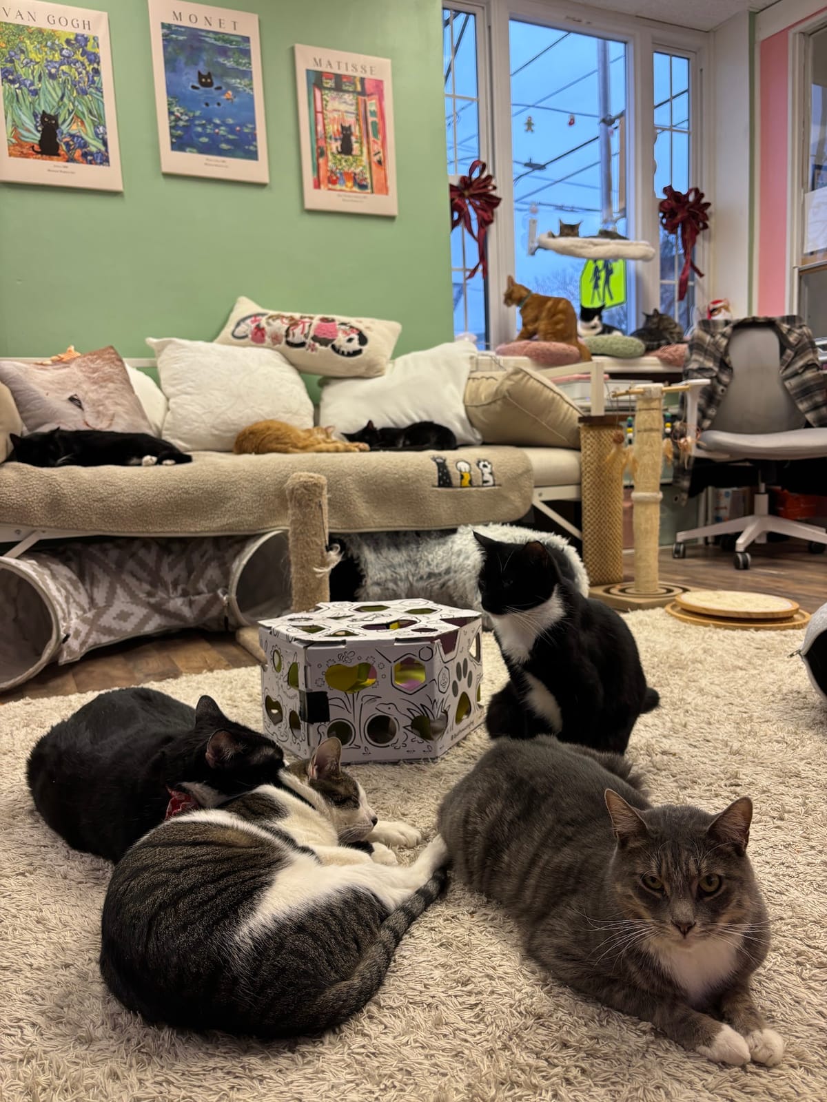 PURR CAT CAFE