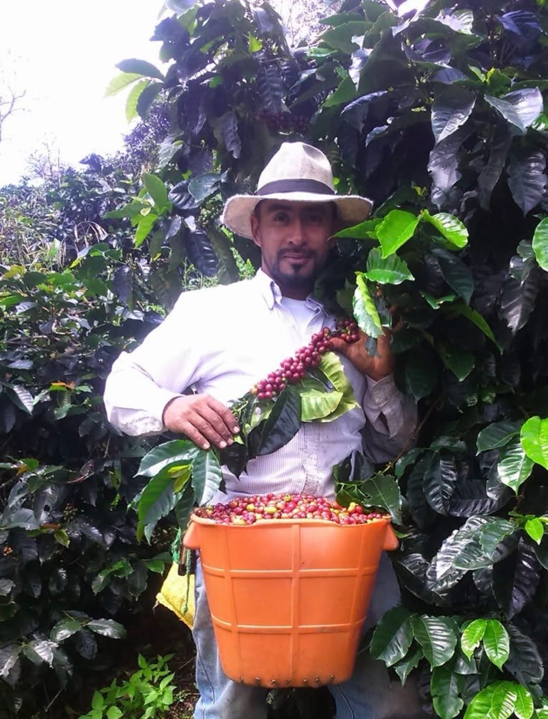 Zona cafetera princeton photo 7