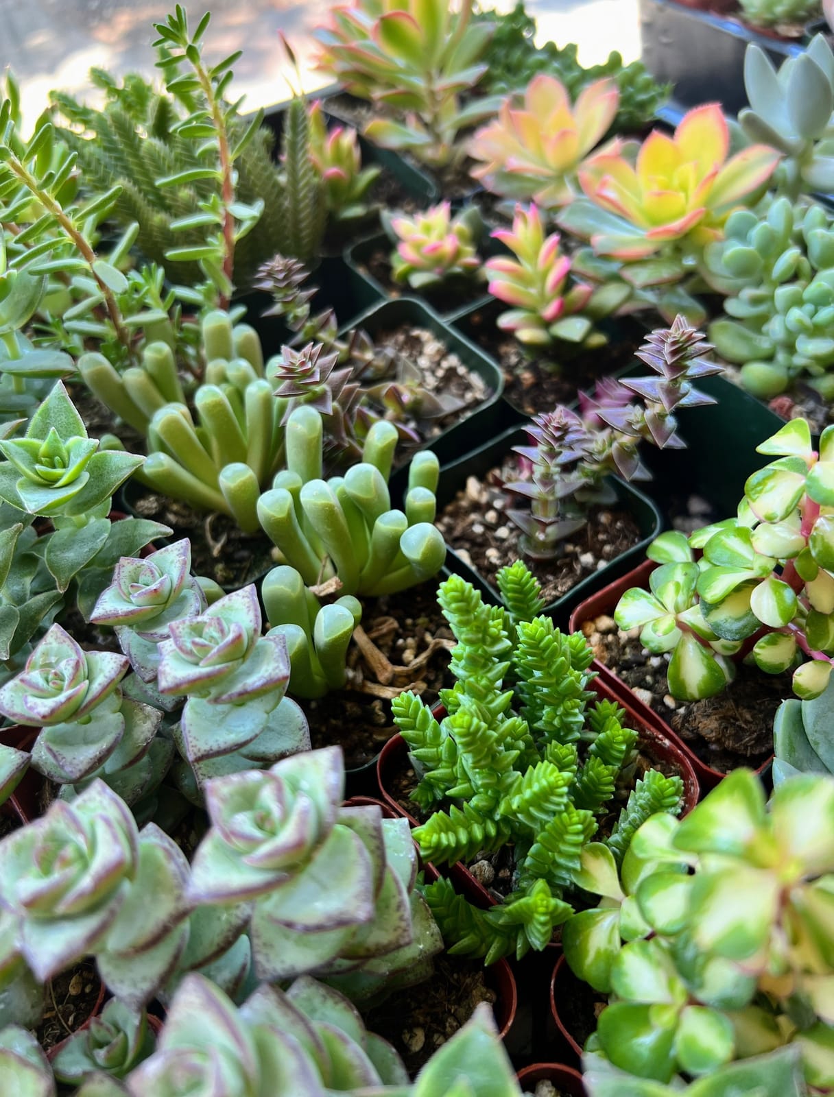 Little Green A Plant Bar photo 2