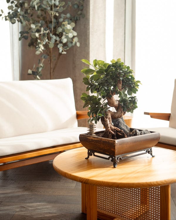 Bonsai Coffee Bar photo 9