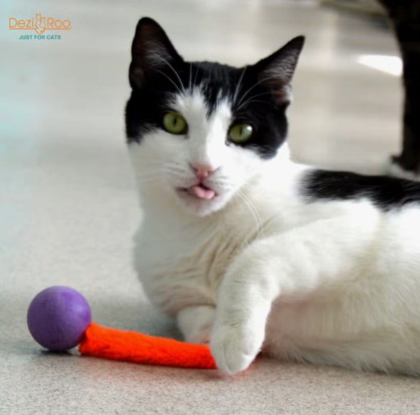 Feline Felons Cat Cafe photo 4
