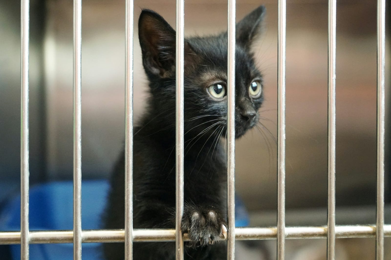Feline Felons Cat Cafe photo 2