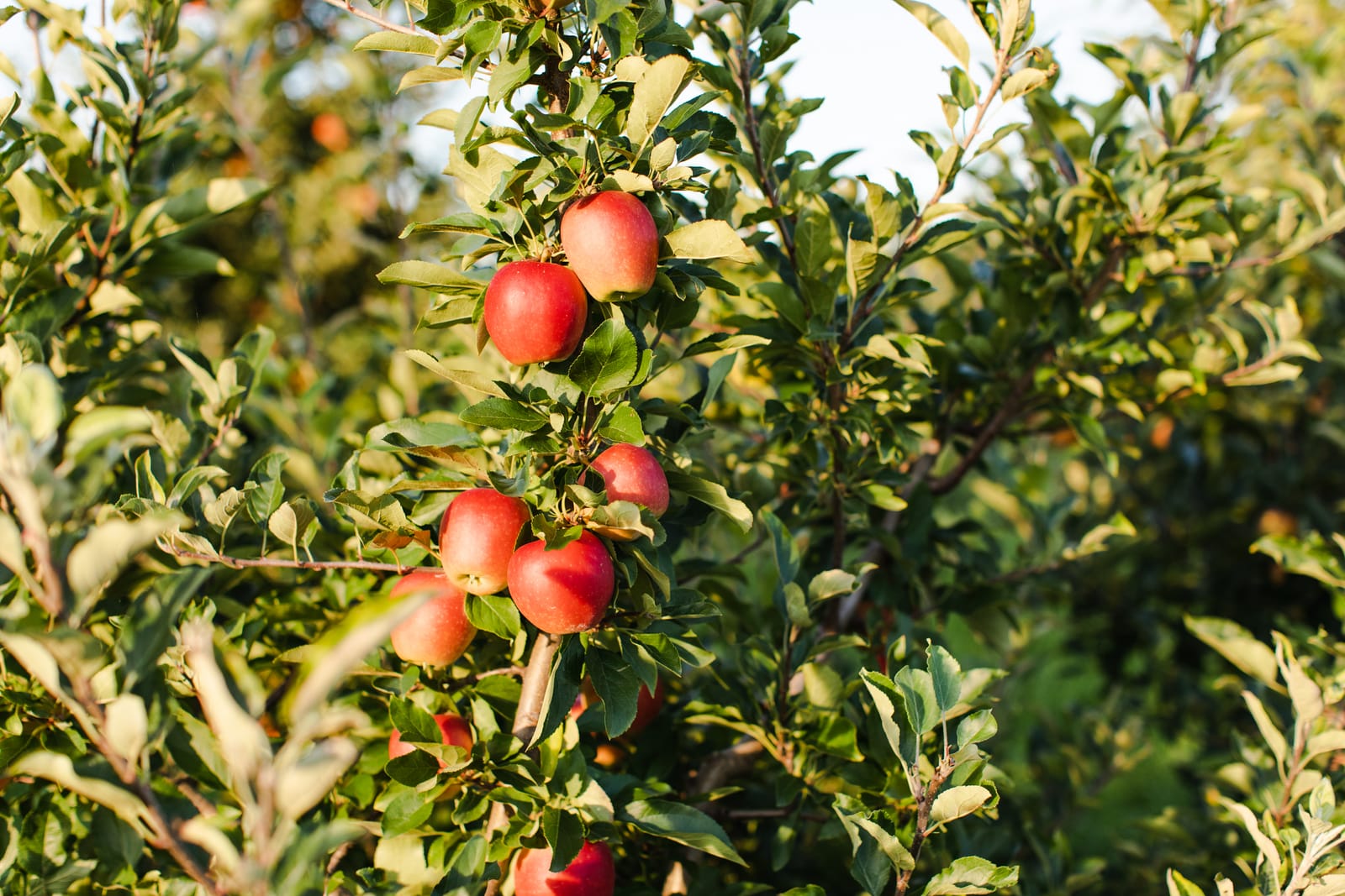 Way Fruit Farm Downtown Market and Cafe photo 3