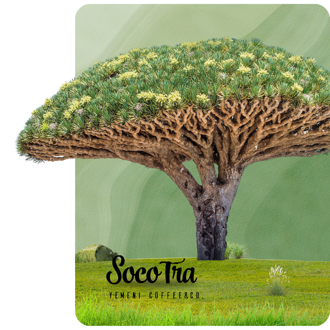 Socotra Yemeni Coffee & Co. photo 4