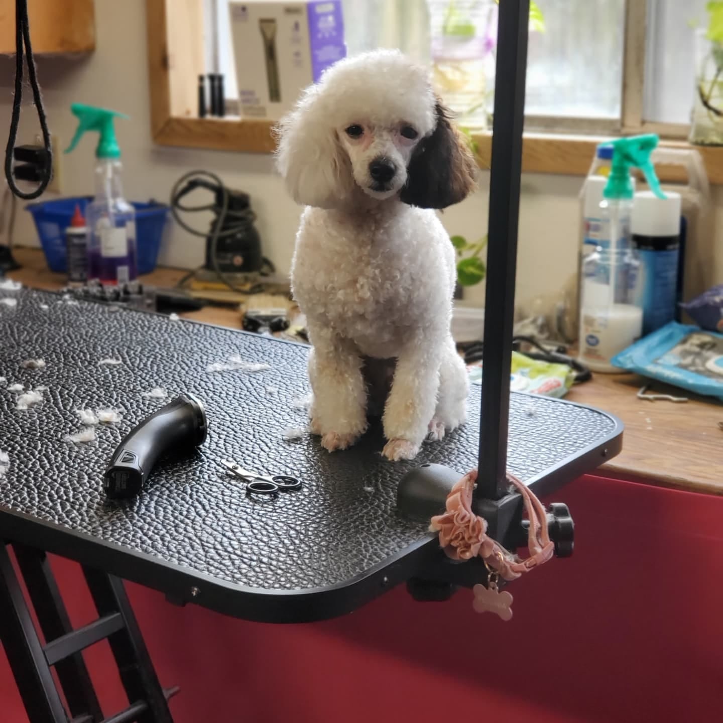 Affordable Dog Grooming