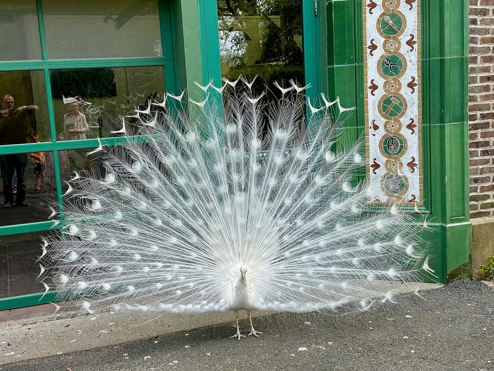 The Peacock Cafe photo 4