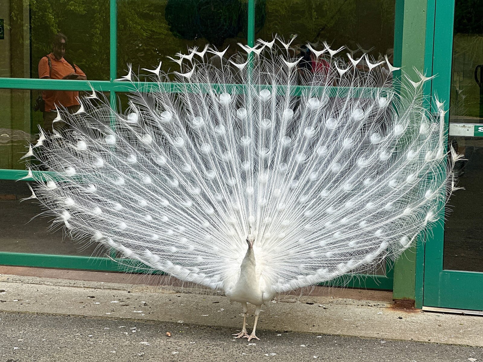 The Peacock Cafe photo 5