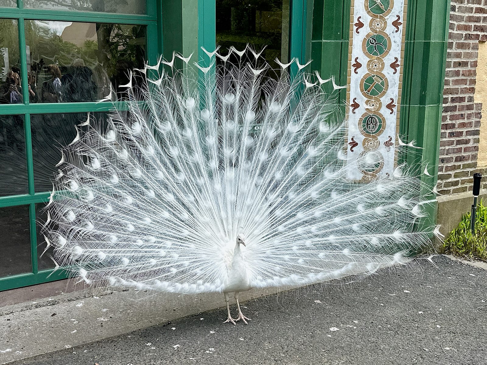 The Peacock Cafe photo 2