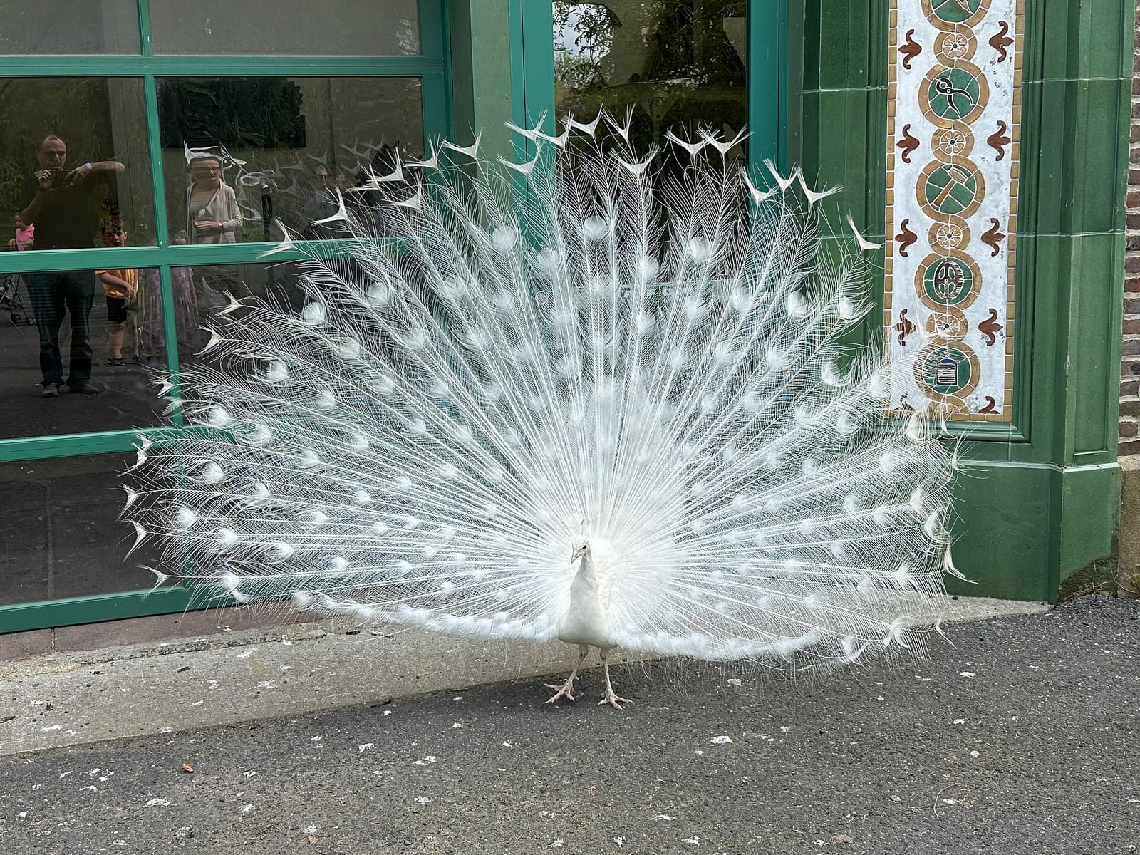 The Peacock Cafe photo 3