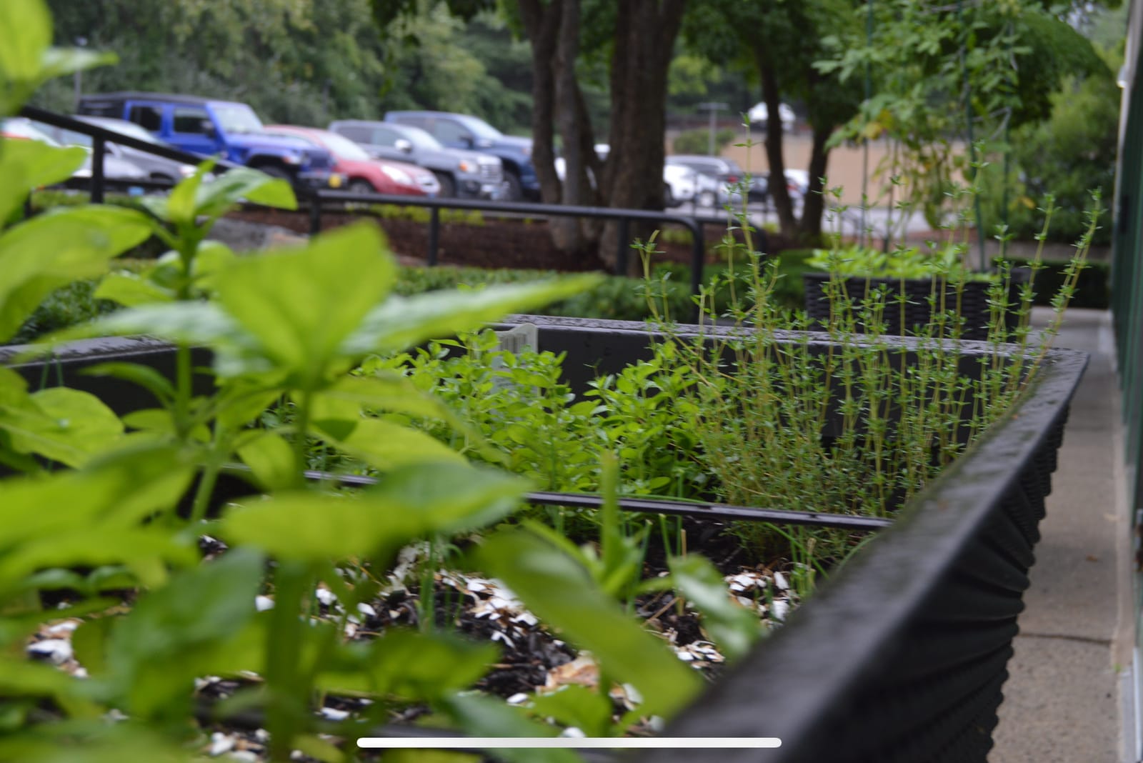 The Taste Garden Cafe and Catering photo 6