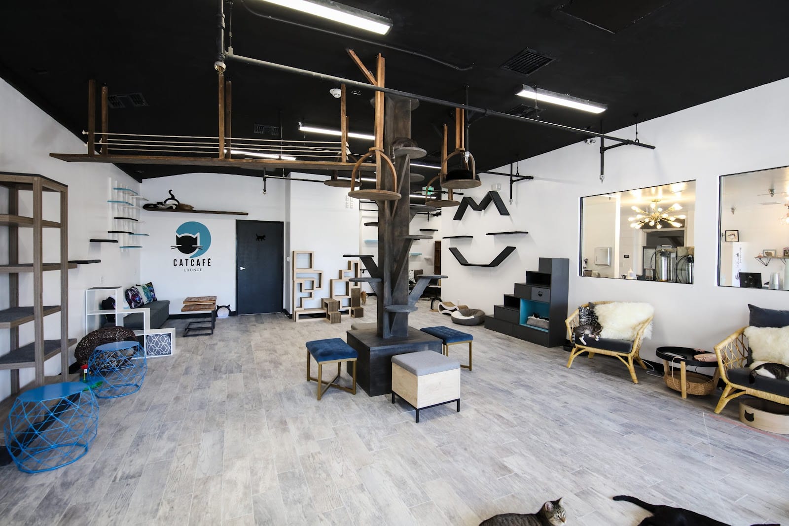 CatCafe Lounge