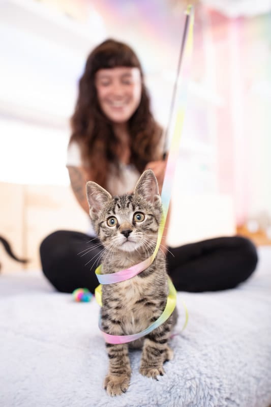 CatCafe Lounge photo 5