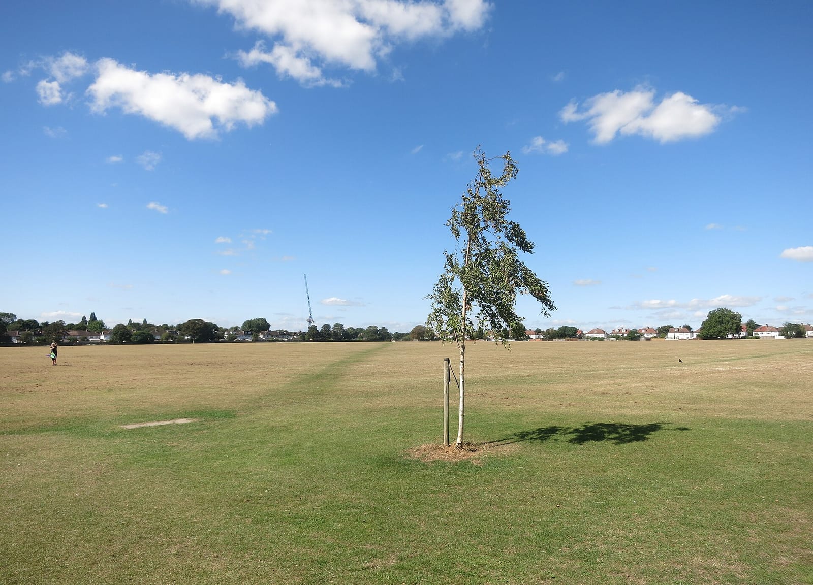 Pure in the Park photo 2