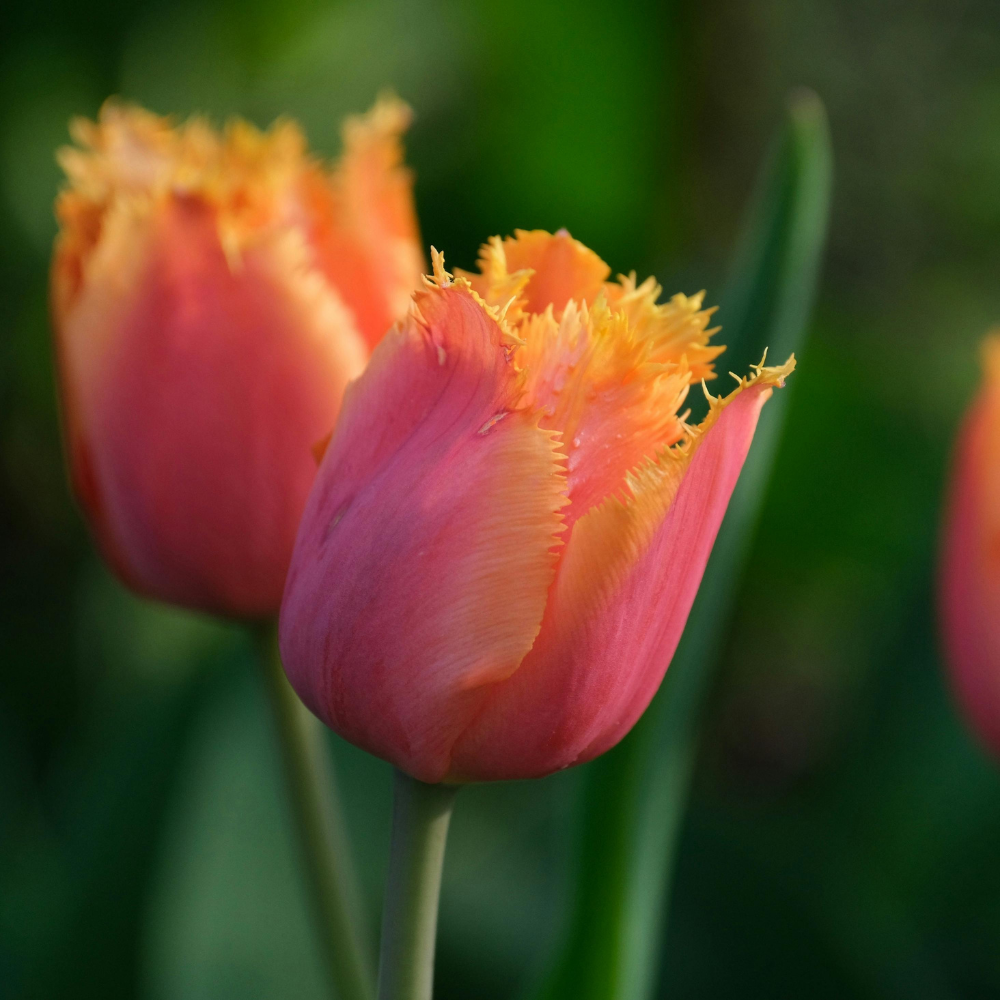 Daisy Nook Garden Centre photo 2