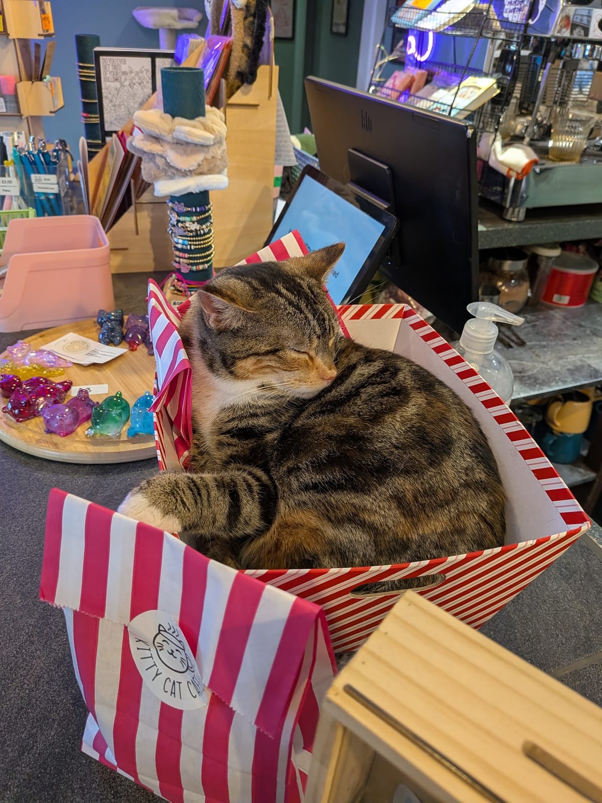 Kitty Cat Cafe