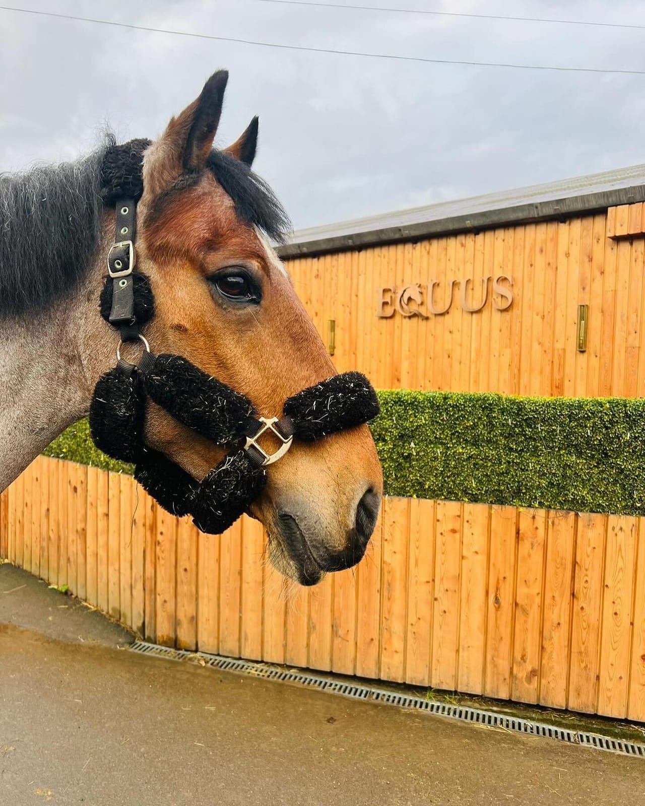 Equus Dining photo 8