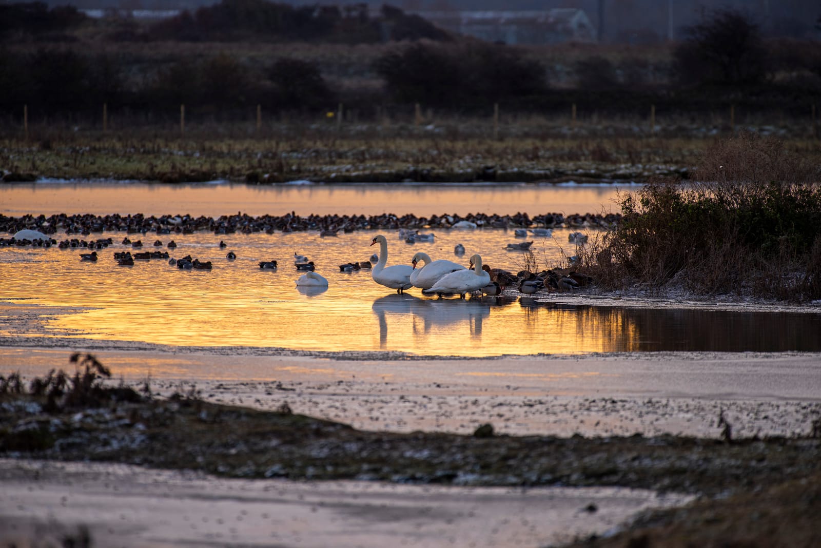 RSPB Saltholme photo 9
