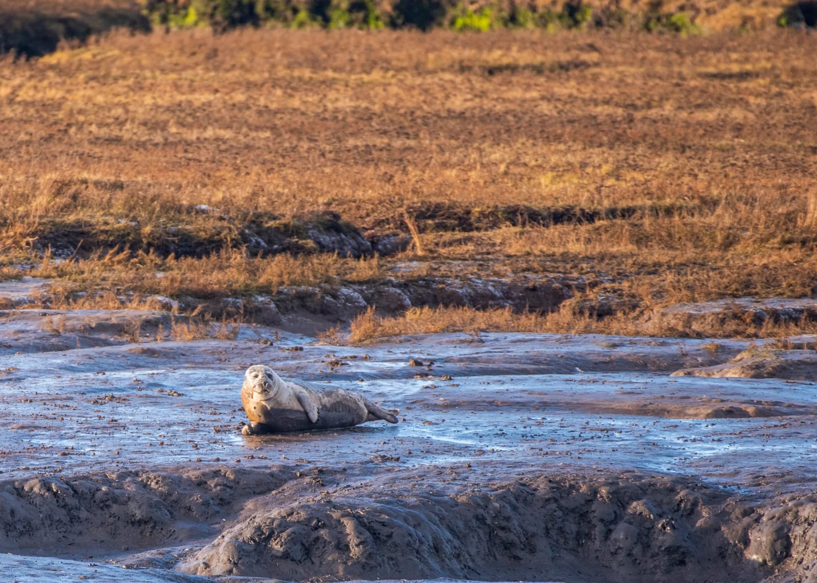 RSPB Saltholme photo 8