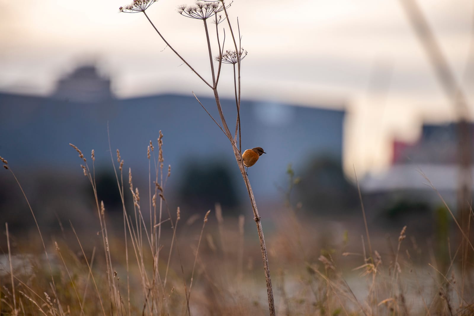 RSPB Saltholme photo 7