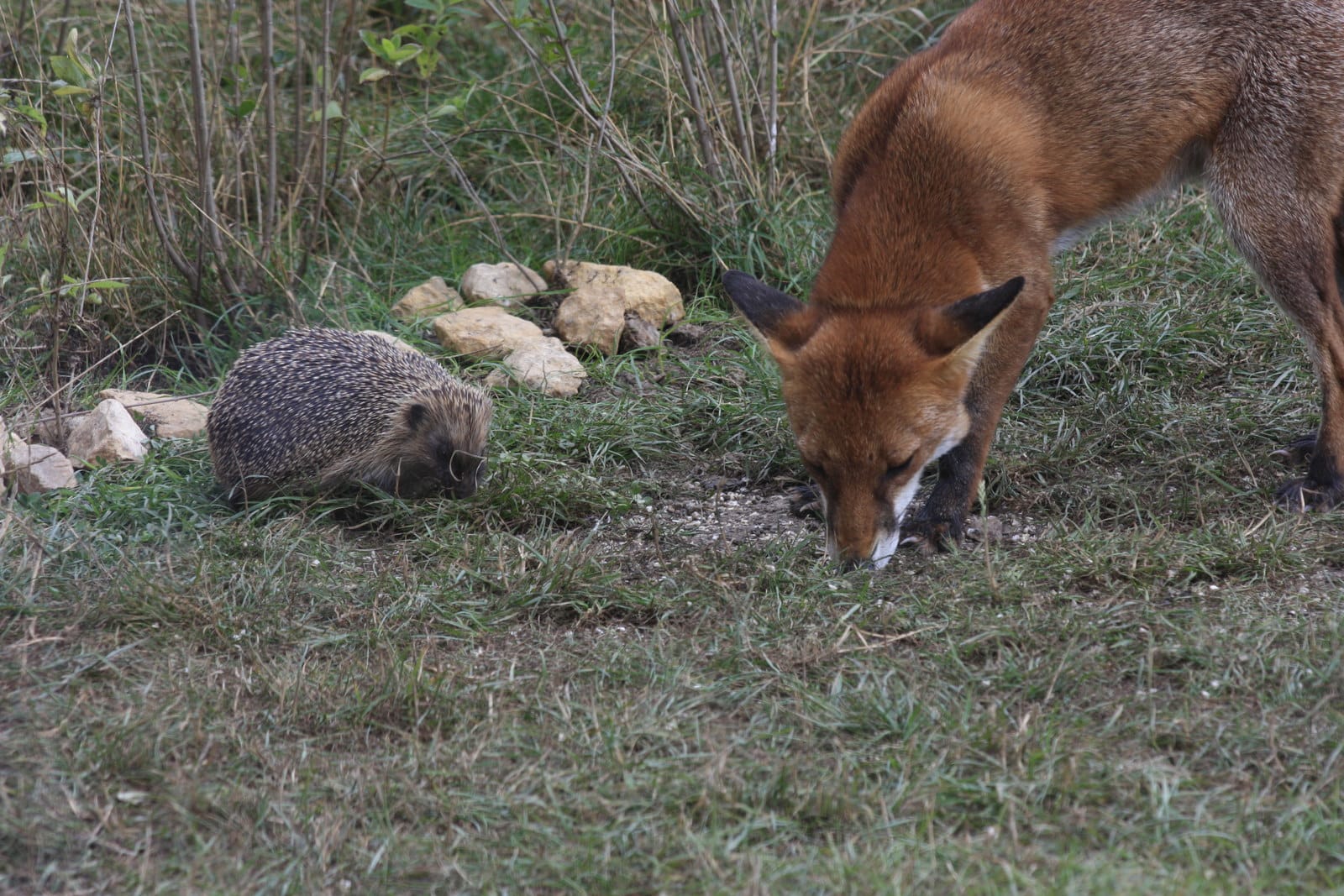 RSPB Saltholme photo 12