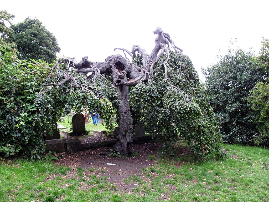 Pistachios in the Park Cafe - East Greenwich Pleasaunce photo 5
