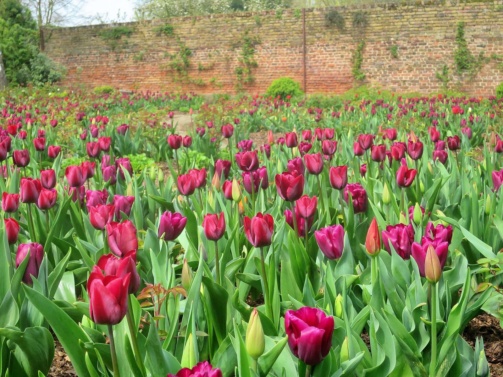 Eltham Palace Café