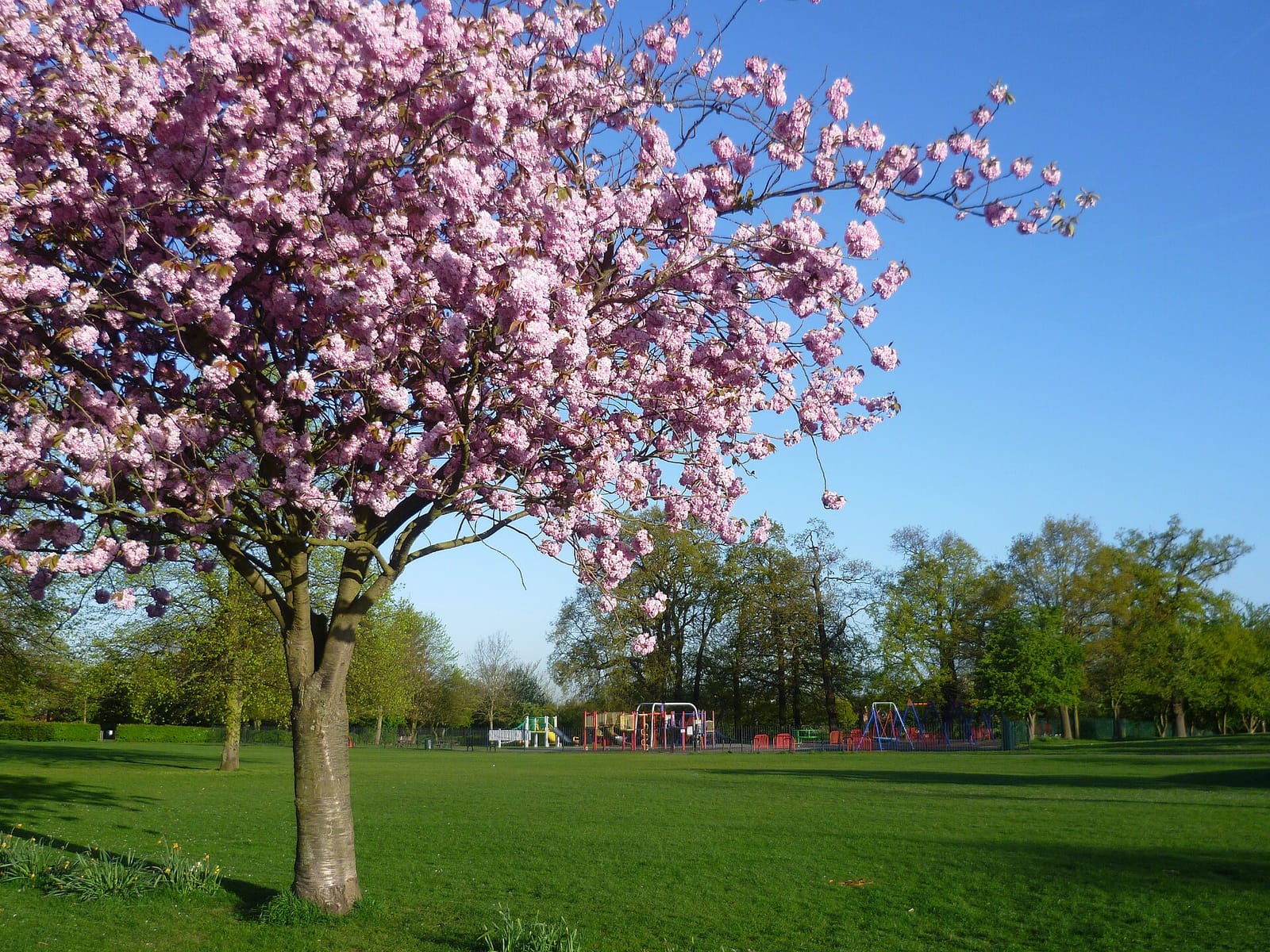 Eltham Park South Café photo 2