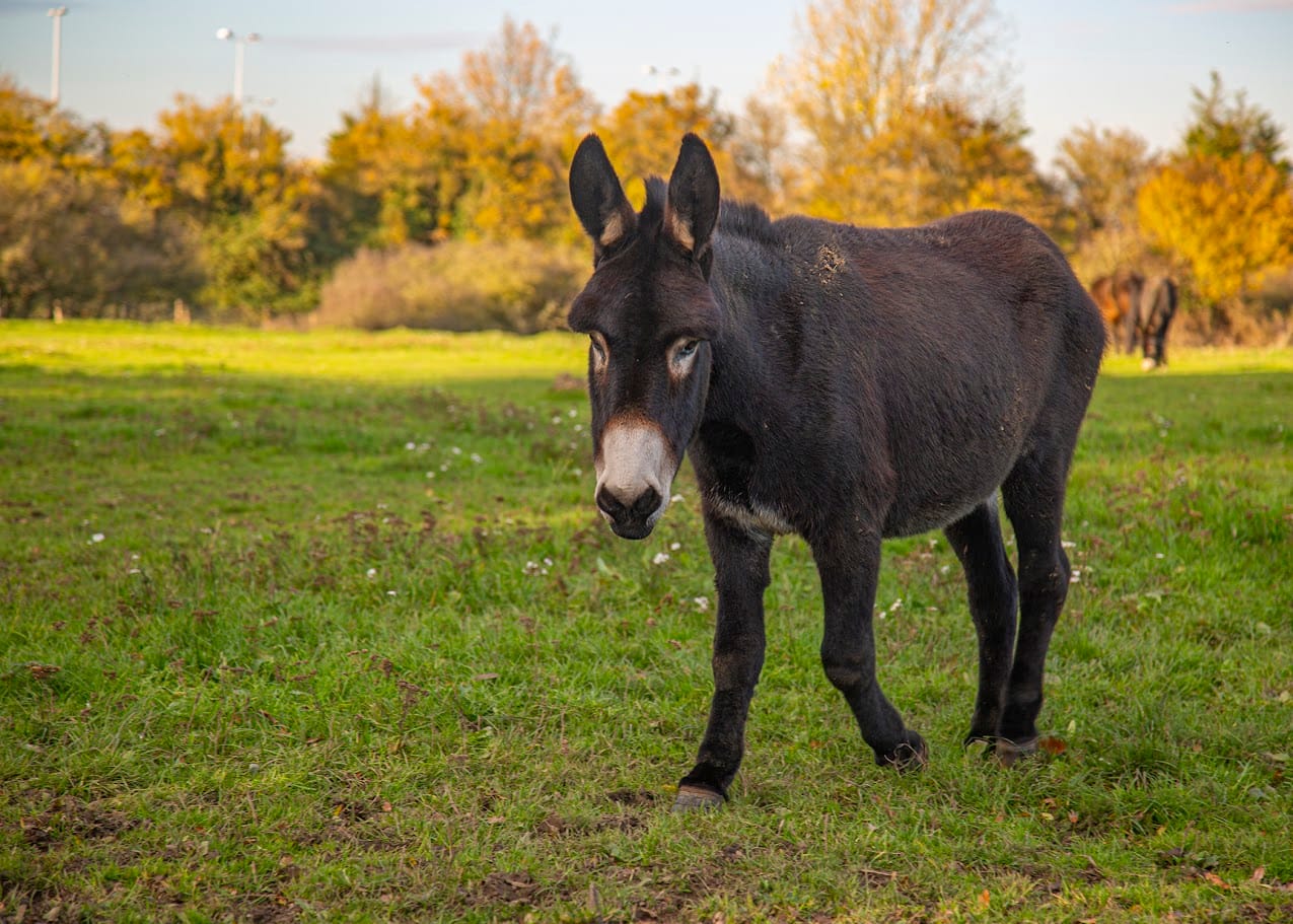 Hopefield Animal Sanctuary & Visitor Centre photo 7