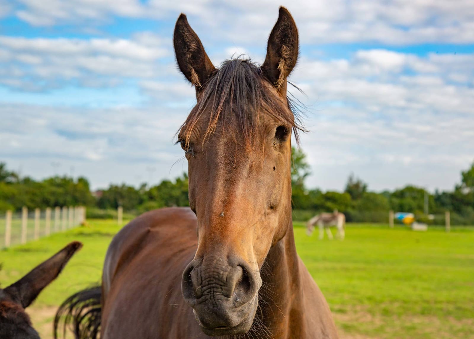 Hopefield Animal Sanctuary & Visitor Centre photo 6
