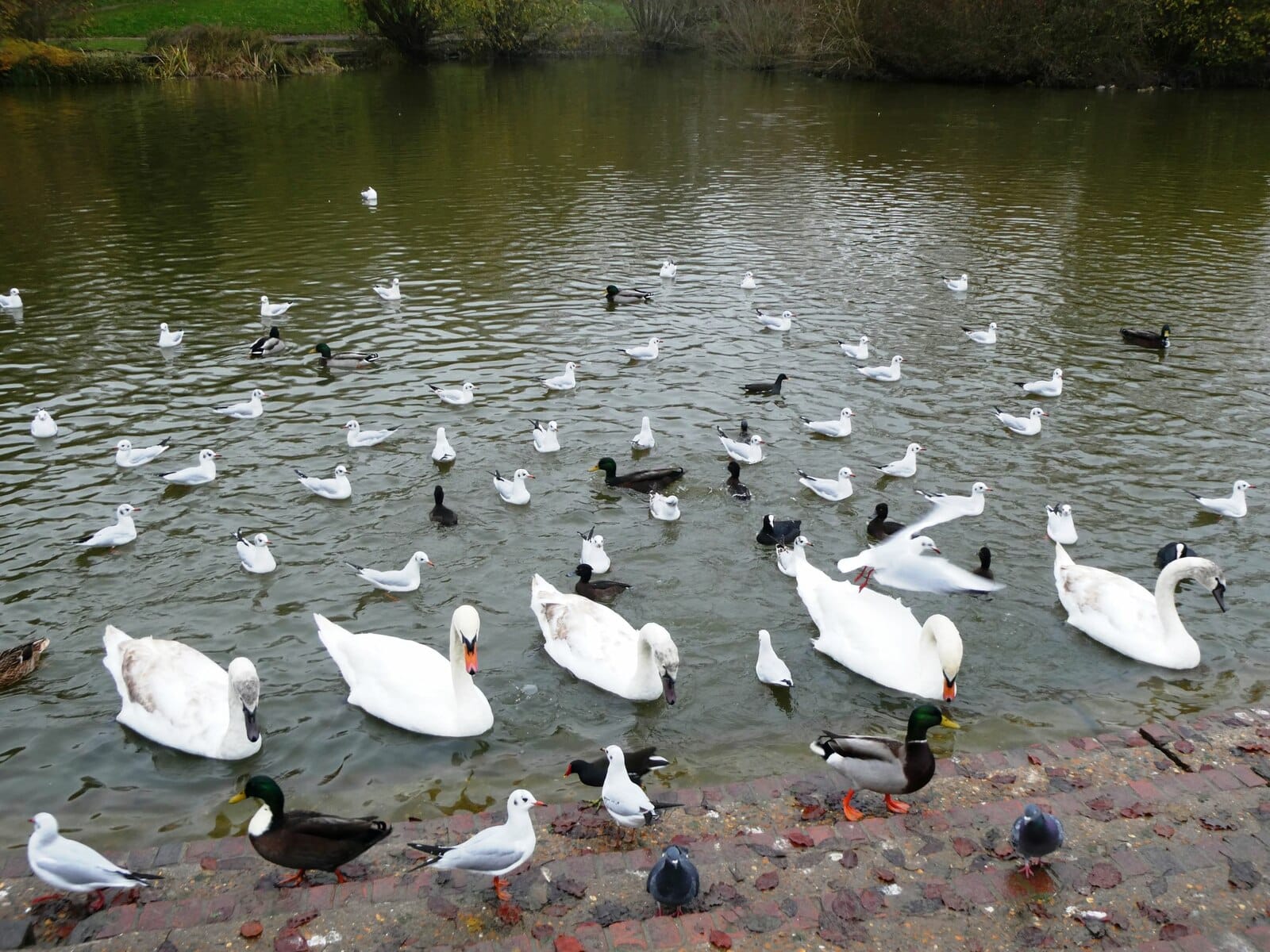 Capstone Farm Country Park Cafe photo 3