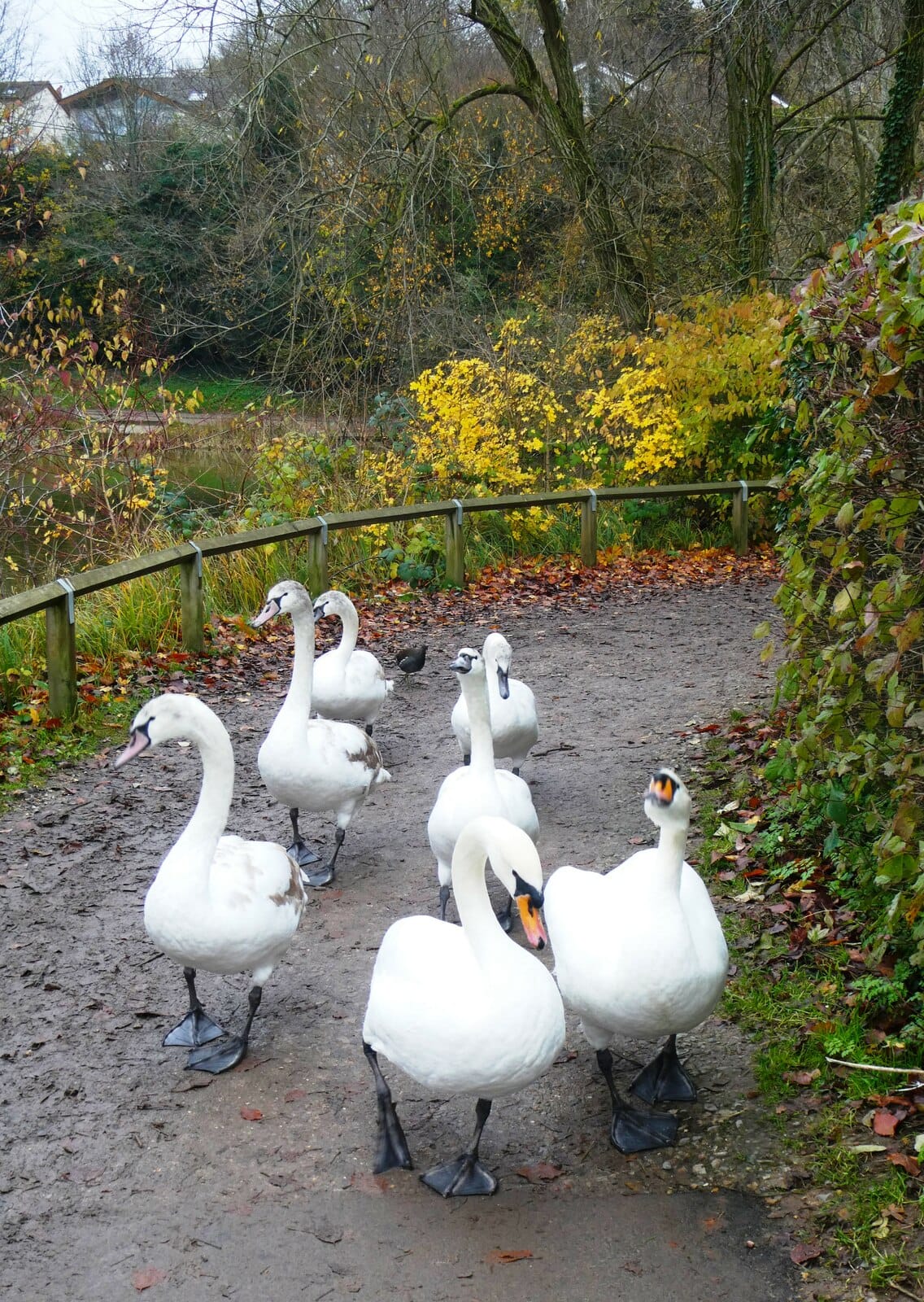 Capstone Farm Country Park Cafe photo 4
