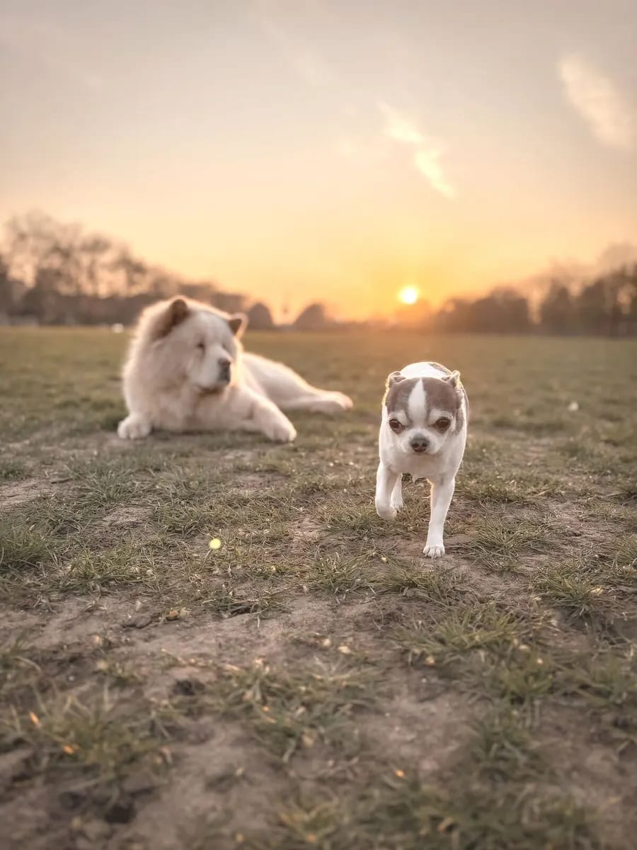 King's Dog Daycare