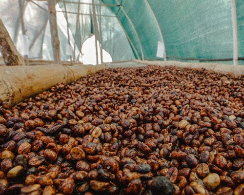 Coffee Gems Artisan Roasters & Coffee Shop photo 4