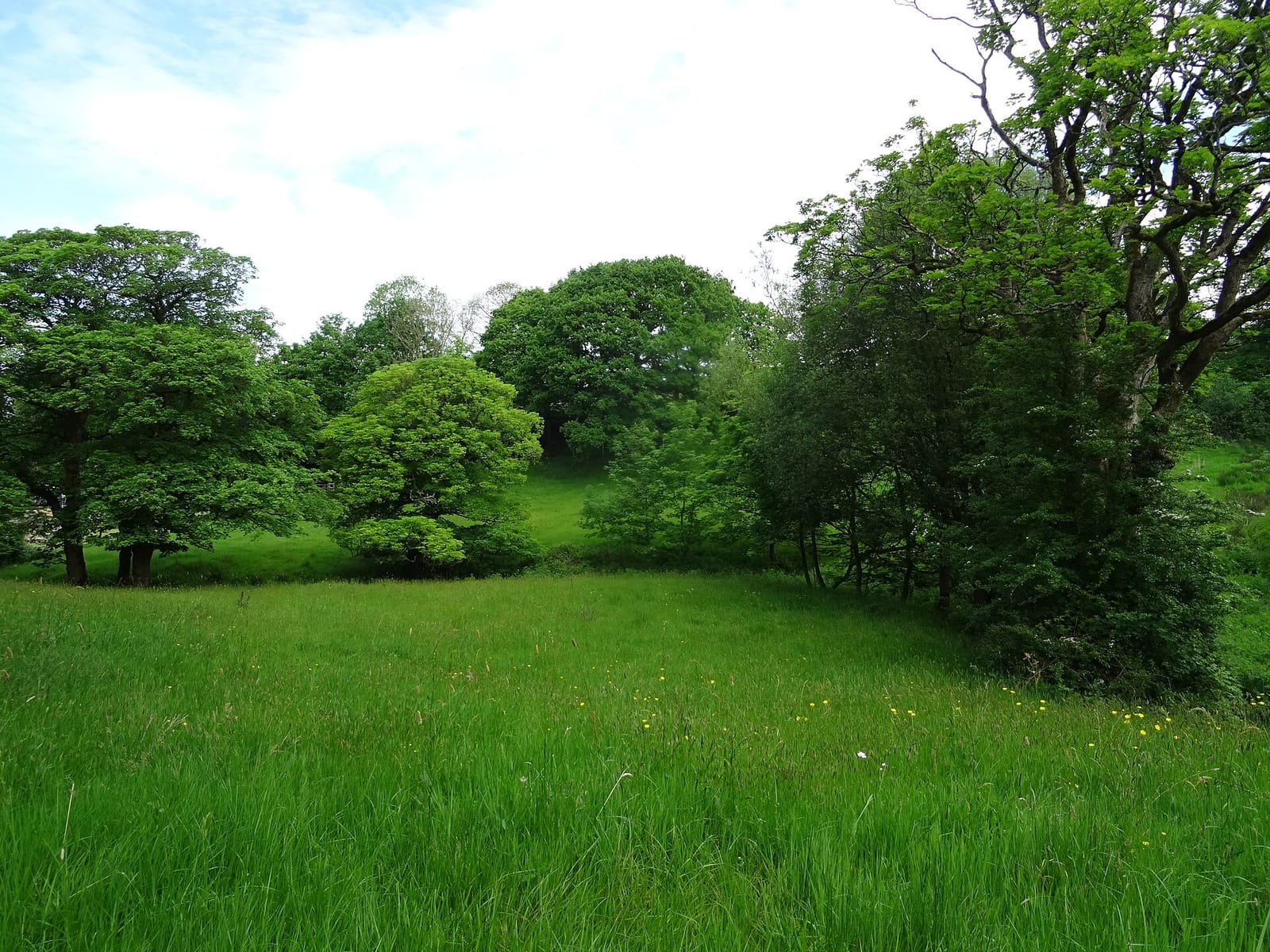 BOXCO Forest photo 3