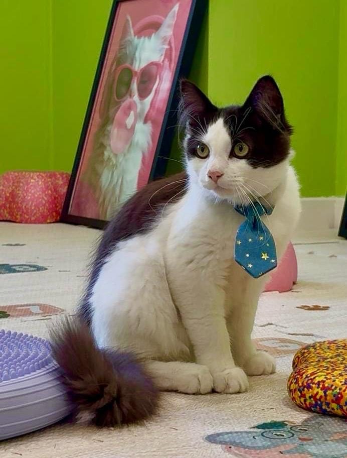 Purrfect Cafe photo 7