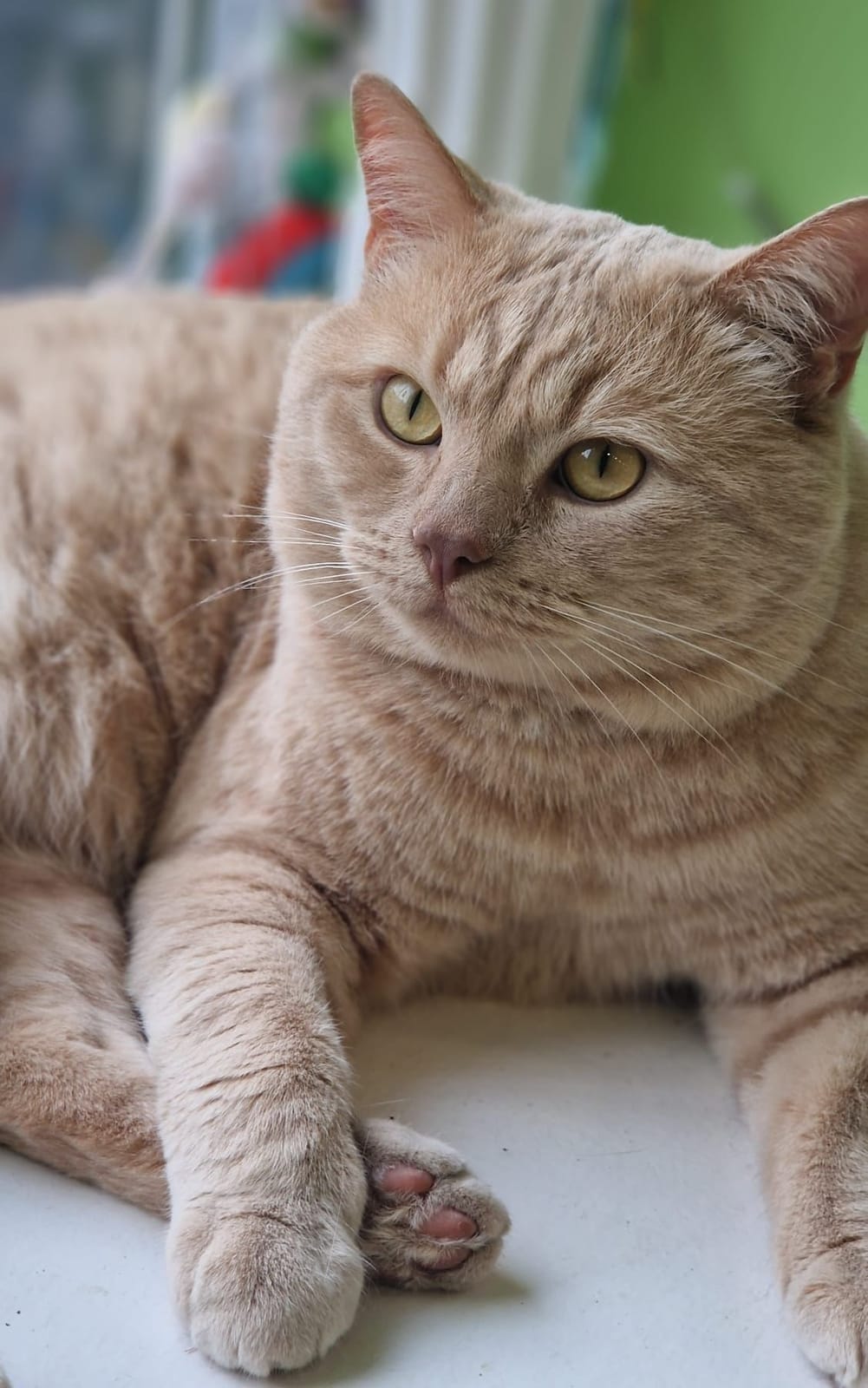 Purrfect Cafe photo 3