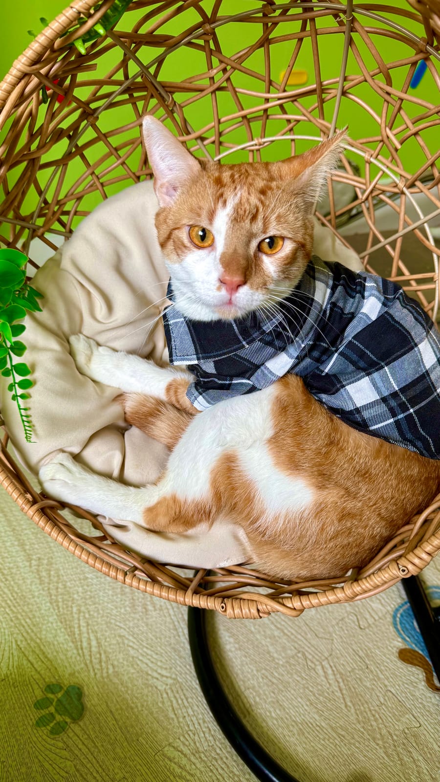 Purrfect Cafe photo 6