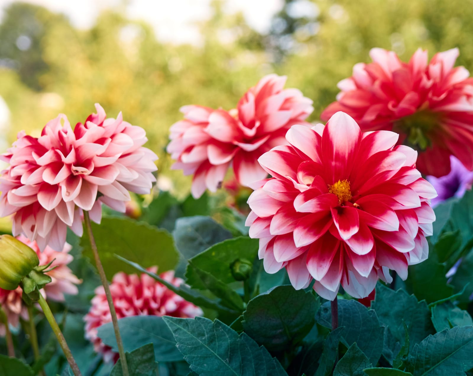 Klondyke Garden Centre photo 5