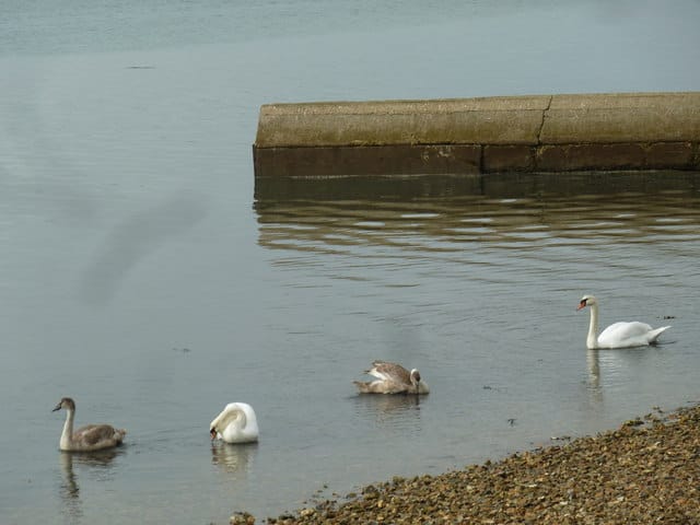 84 by the shore photo 4