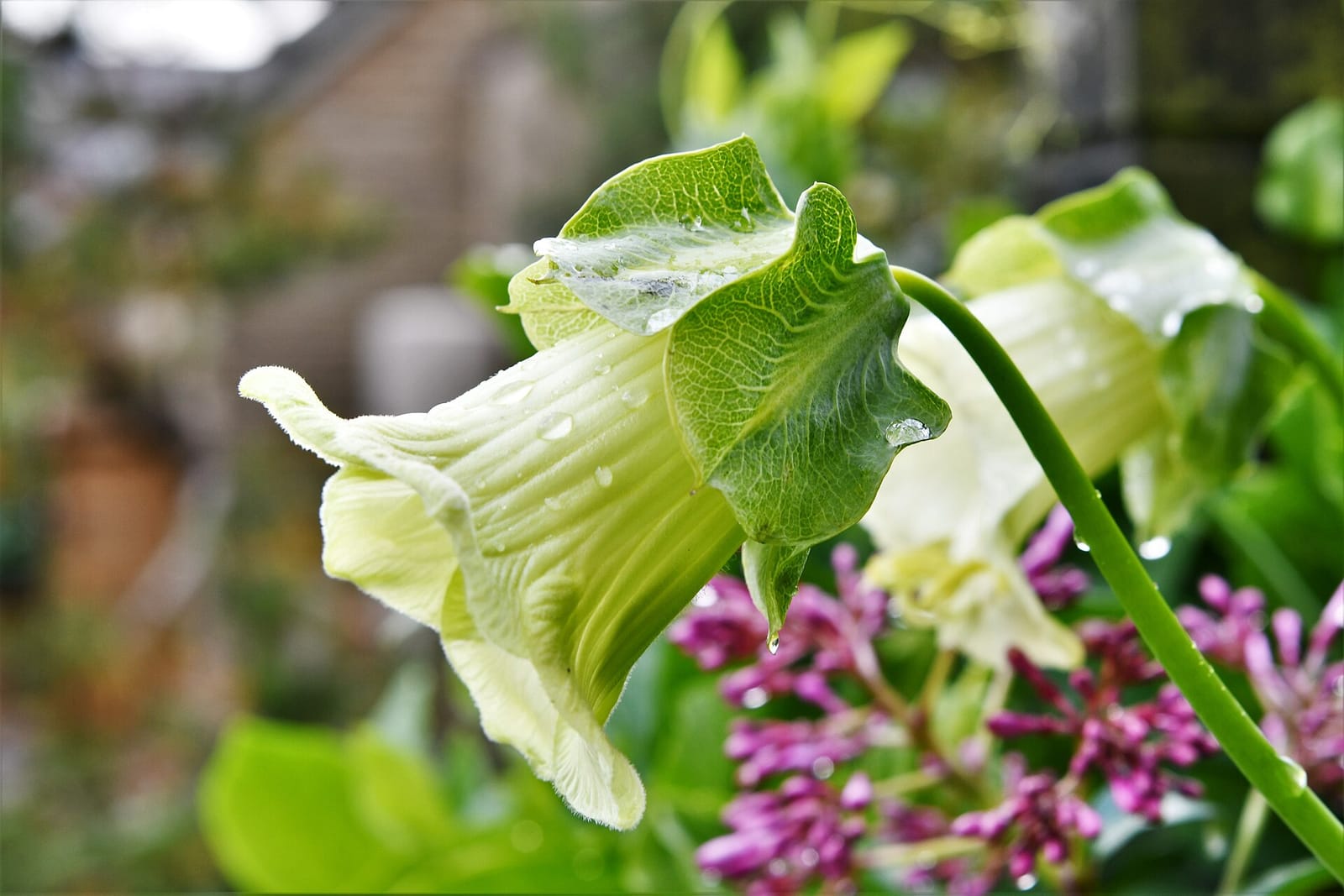 Bettys Café Tea Rooms Harlow Carr photo 9