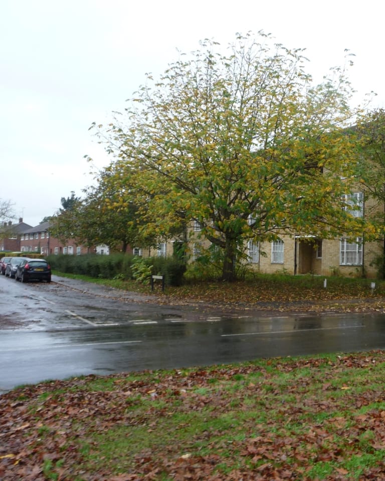 Hollybush Café and Restaurant photo 4