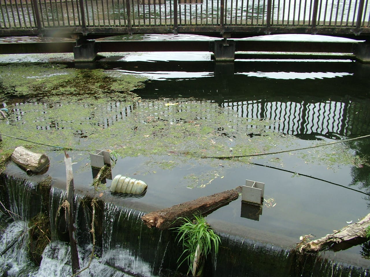 Tea on the lea photo 4