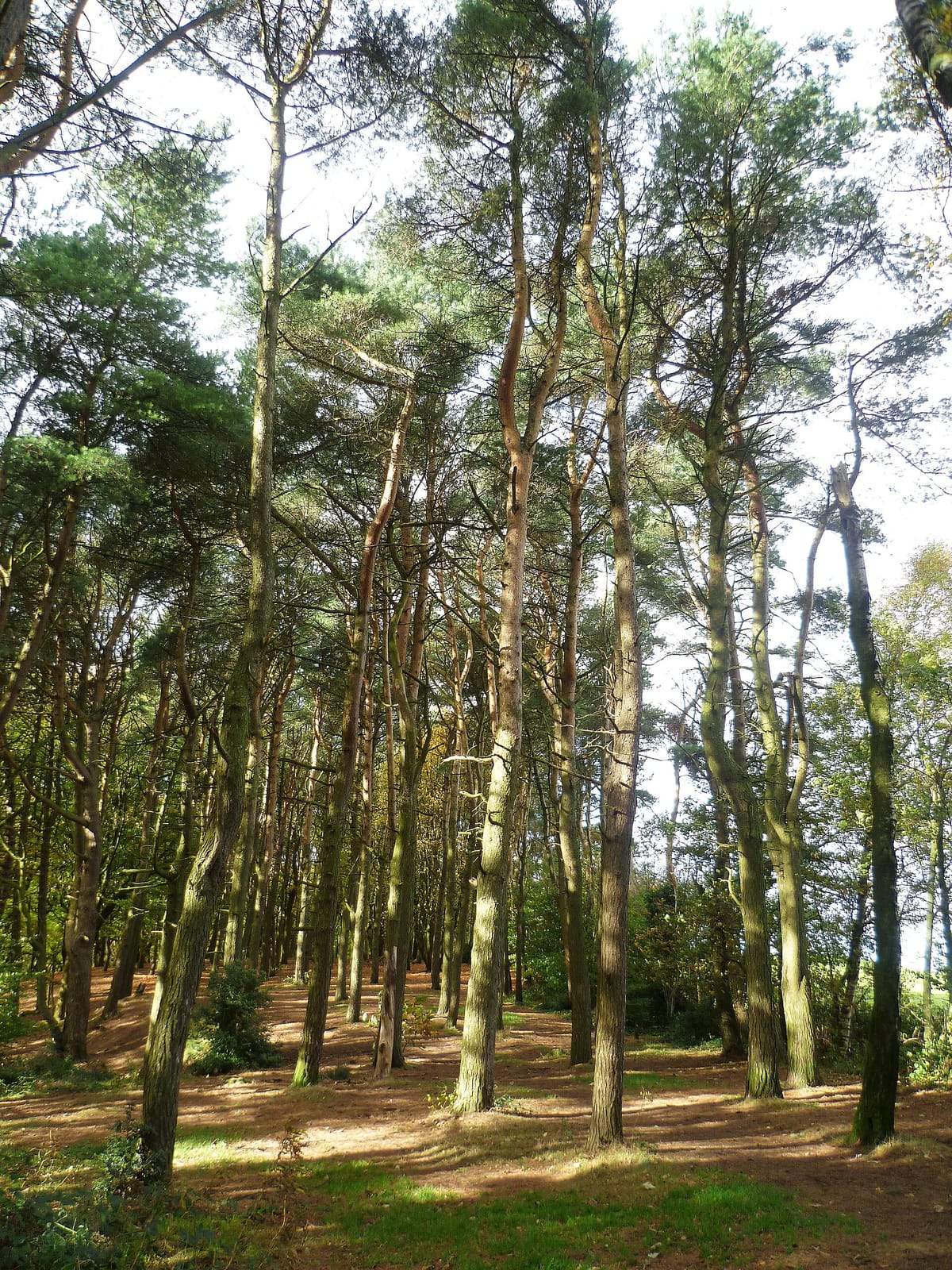 Tandle Hill Country Park photo 2