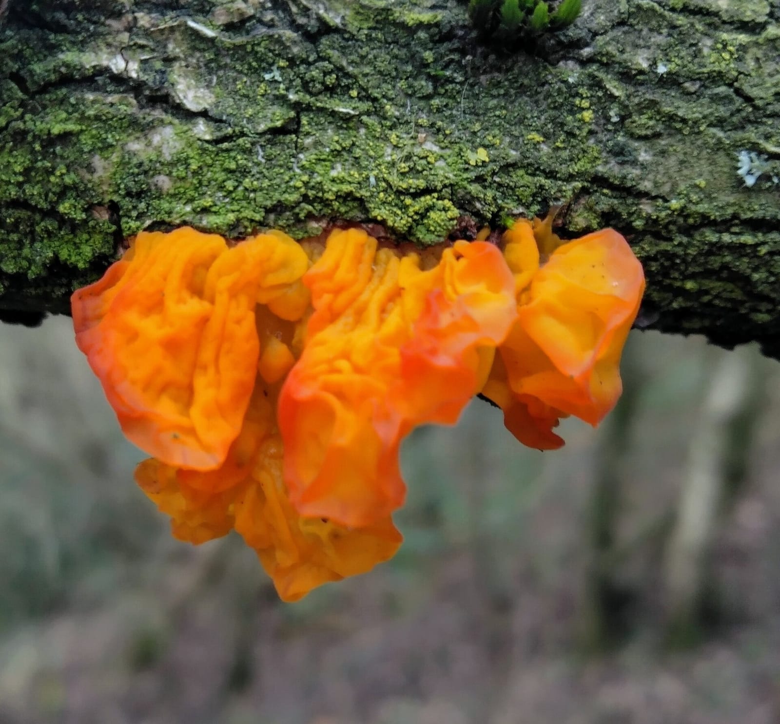 Tandle Hill Country Park photo 4