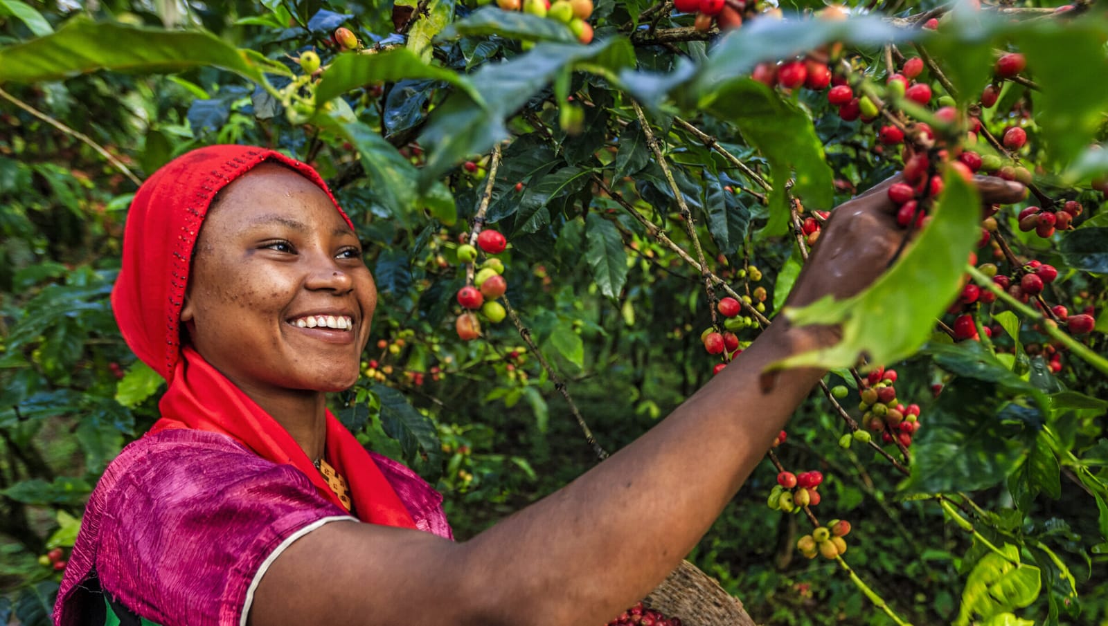Ecobean Coffee Roasters