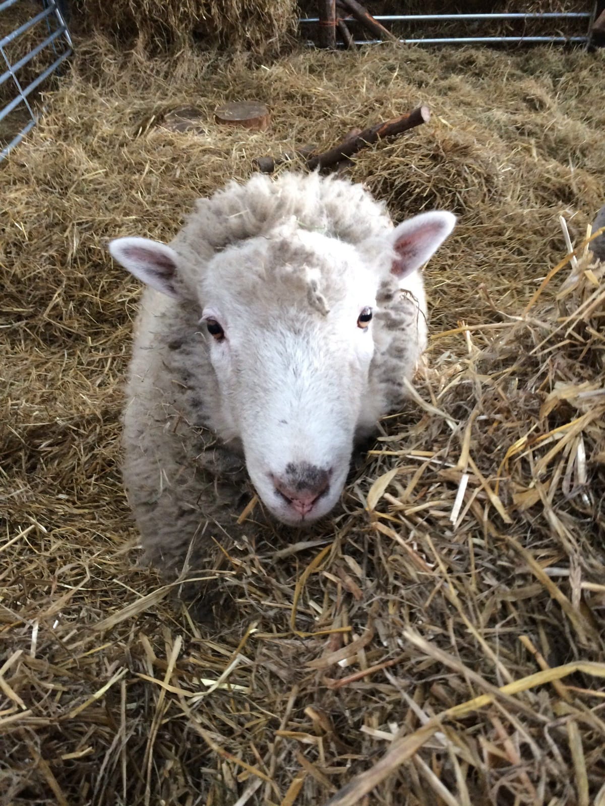 Laganvale Farm photo 4