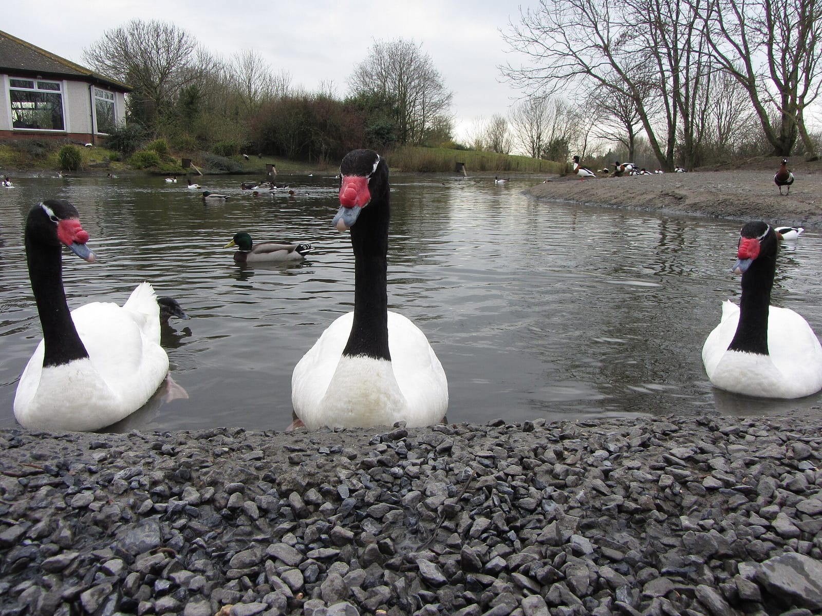 WWT Llanelli Wetland Centre photo 10