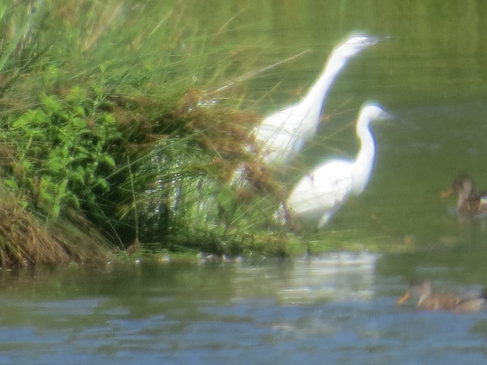 WWT Llanelli Wetland Centre photo 11